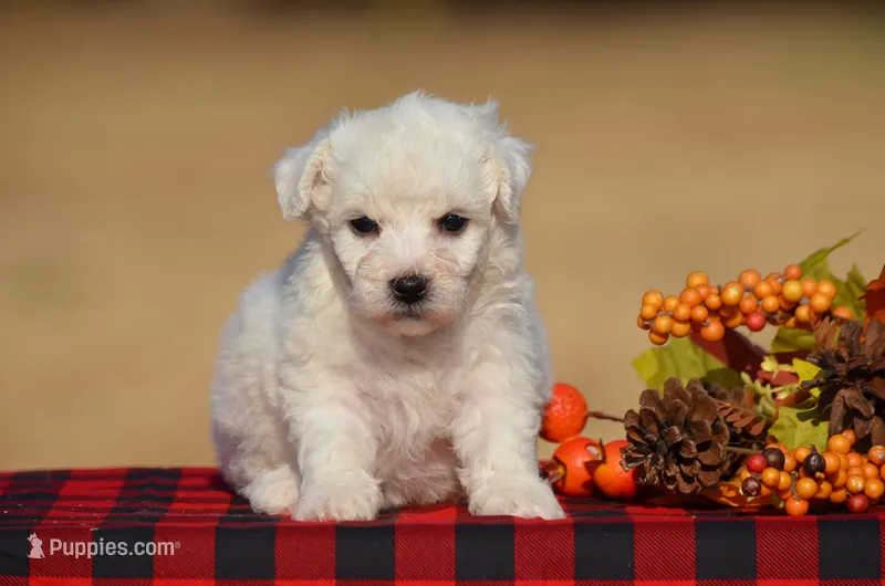 Thea – Bichon Frise puppy for sale in Scurry, TX