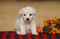 Thea, a female Bichon Frise for sale in Scurry, TX – 1 of 4