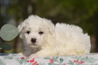 Marty, a male Bichon Frise for sale in Scurry, TX – Photo 1 of 4