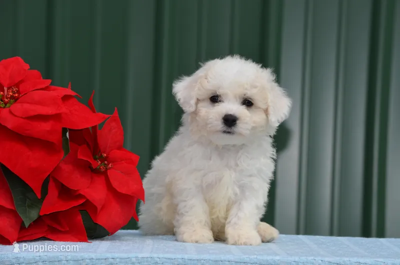 Marty – Bichon Frise puppy for sale in Scurry, TX