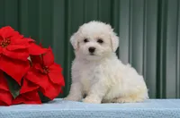 Marty, a male Bichon Frise for sale in Scurry, TX – 4 of 8