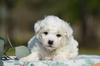 Marty, a male Bichon Frise for sale in Scurry, TX – Photo 2 of 4