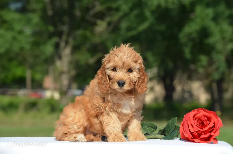 Nico – Cockapoo puppy for sale in Scurry, TX