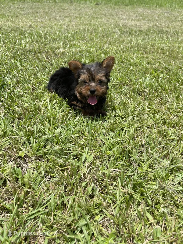 Prince – Yorkshire Terrier puppy for sale in Denham Springs, LA