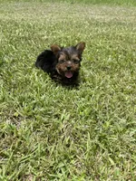 Prince, a male Yorkshire Terrier for sale in Denham Springs, LA – 1 of 1