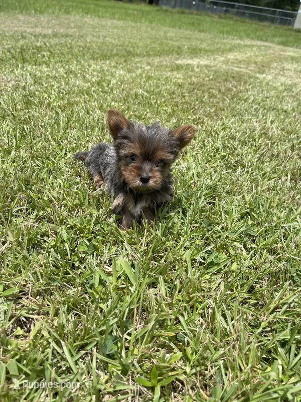 Princess – Yorkshire Terrier puppy for sale in Denham Springs, LA