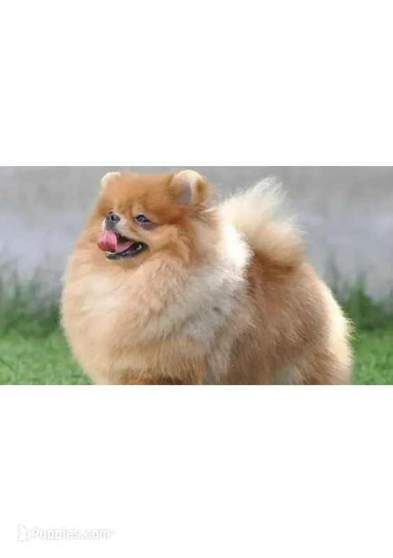Richard – Pomeranian puppy for sale in Studio City, CA