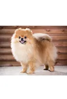 Richard, a male Pomeranian for sale in Studio City, CA – Photo 2 of 2