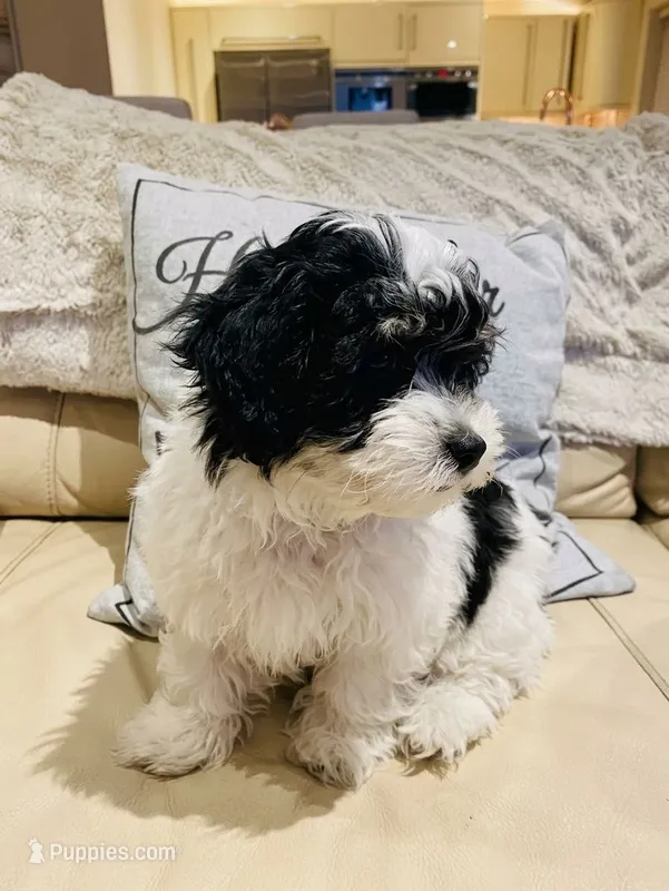 Crystal – Maltipoo puppy for sale in Lamont, CA