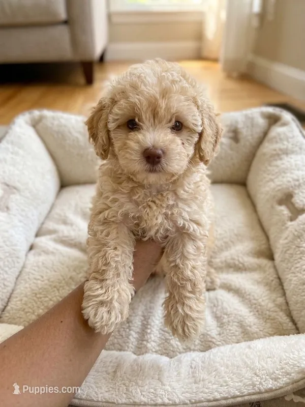 Marle – Maltipoo puppy for sale in Lamont, CA