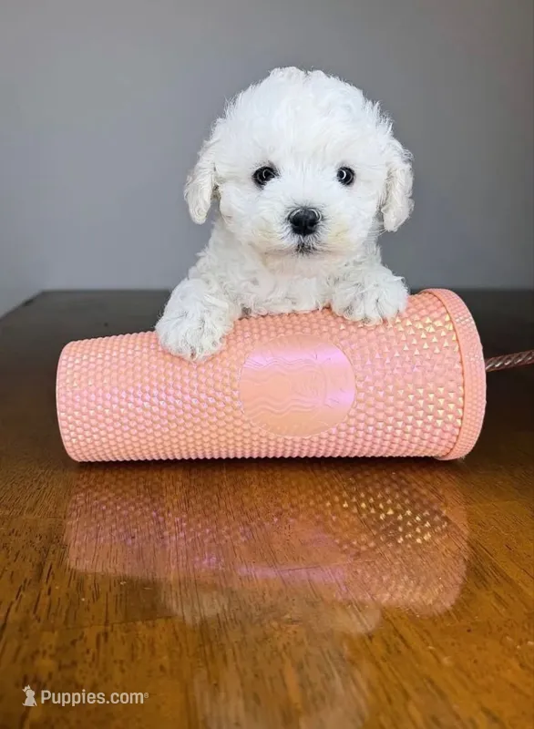 Toto – Maltipoo puppy for sale in Lamont, CA