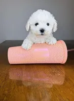 Toto, a male Maltipoo for sale in Lamont, CA – 1 of 1