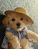 Hug, a male Poodle - Toy  for sale in Roseville, CA – 1 of 1
