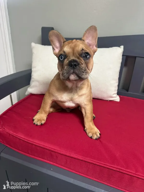 Agrippa – French Bulldog puppy for sale in Frankfort, KY