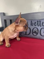 Agrippa, a male French Bulldog for sale in Frankfort, KY – 2 of 9