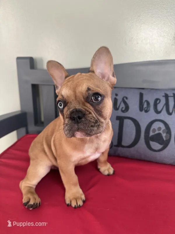 Agrippa – French Bulldog puppy for sale in Frankfort, KY