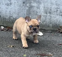 Agrippa, a male French Bulldog for sale in Frankfort, KY – 7 of 9