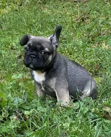 "Po", a male French Bulldog for sale in Frankfort, KY – 3 of 7