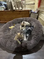 "Po", a male French Bulldog for sale in Frankfort, KY – 5 of 7