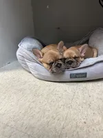 Frenchie Fry , a female French Bulldog for sale in Frankfort, KY – 5 of 9