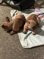 Frenchie Fry , a female French Bulldog for sale in Frankfort, KY – 7 of 9