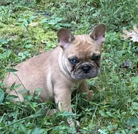 Agrippa, a male French Bulldog for sale in Frankfort, KY – 8 of 9