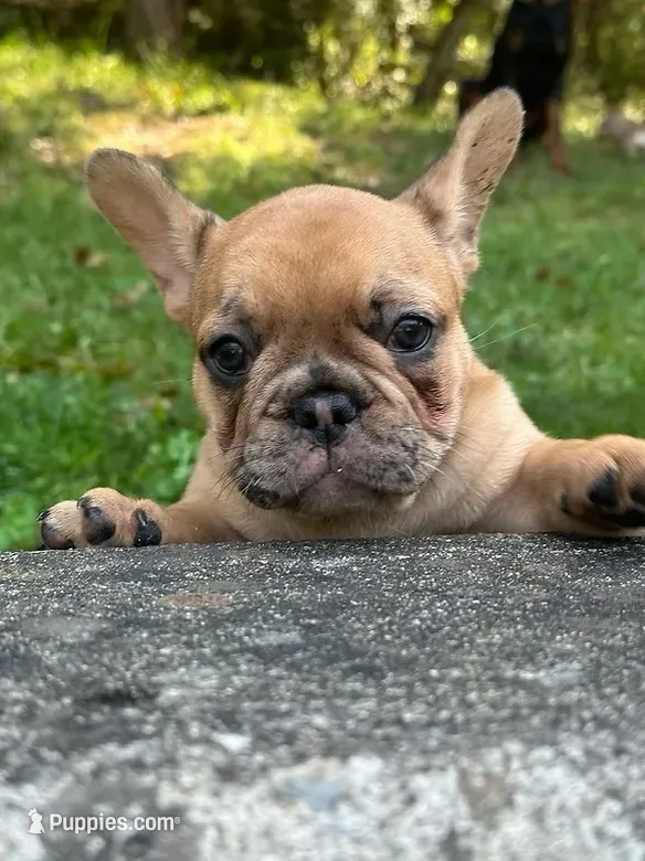 Frenchie Fry , a female French Bulldog for sale in Frankfort, KY – 1 of 9
