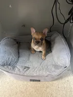 Agrippa, a male French Bulldog for sale in Frankfort, KY – 4 of 9