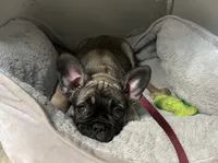 "Po", a male French Bulldog for sale in Frankfort, KY – 4 of 7