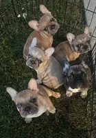 "Po", a male French Bulldog for sale in Frankfort, KY – 6 of 7