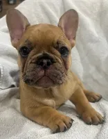 Frenchie Fry , a female French Bulldog for sale in Frankfort, KY – 8 of 9