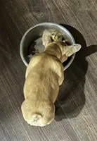 Frenchie Fry , a female French Bulldog for sale in Frankfort, KY – 4 of 9