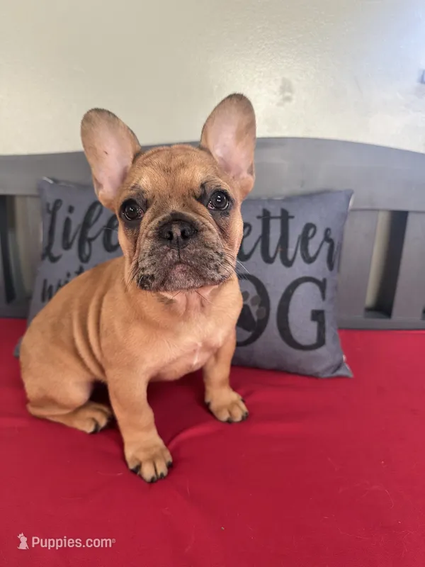 Frenchie Fry  – French Bulldog puppy for sale in Frankfort, KY