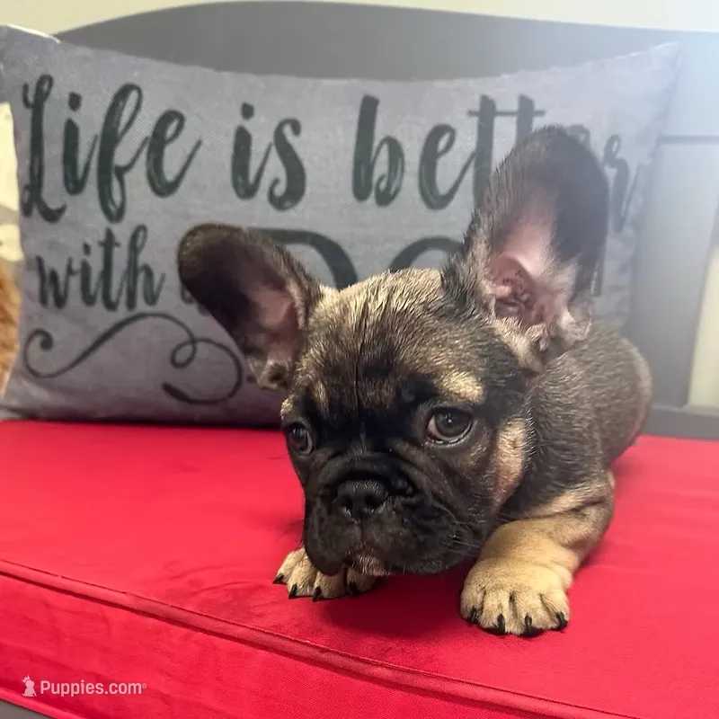 "Po" – French Bulldog puppy for sale in Frankfort, KY