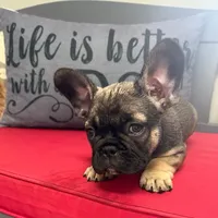 "Po", a male French Bulldog for sale in Frankfort, KY – 1 of 7