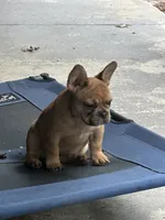 Agrippa, a male French Bulldog for sale in Frankfort, KY – 5 of 9