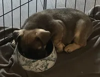 "Po", a male French Bulldog for sale in Frankfort, KY – 2 of 7