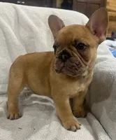 Frenchie Fry , a female French Bulldog for sale in Frankfort, KY – 3 of 9
