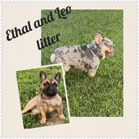 "Po", a male French Bulldog for sale in Frankfort, KY – 7 of 7