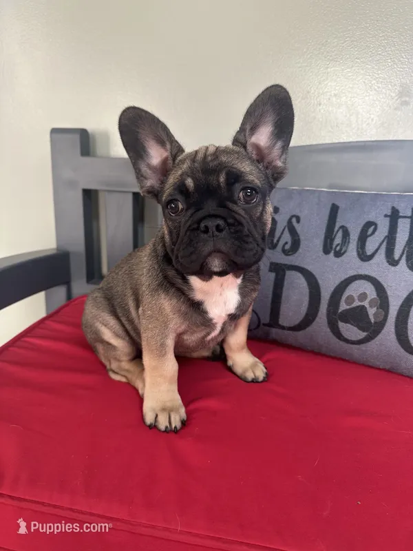 "Po" – French Bulldog puppy for sale in Frankfort, KY
