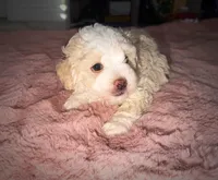 Bristol, a female Maltipoo for sale in San Diego, CA – Photo 4 of 4