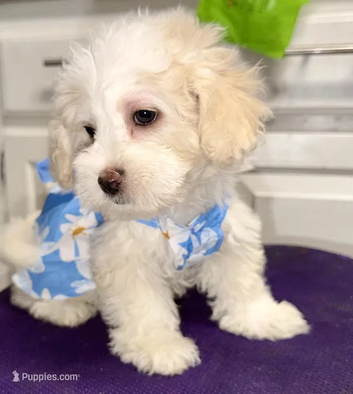 Bristol – Maltipoo puppy for sale in San Diego, CA