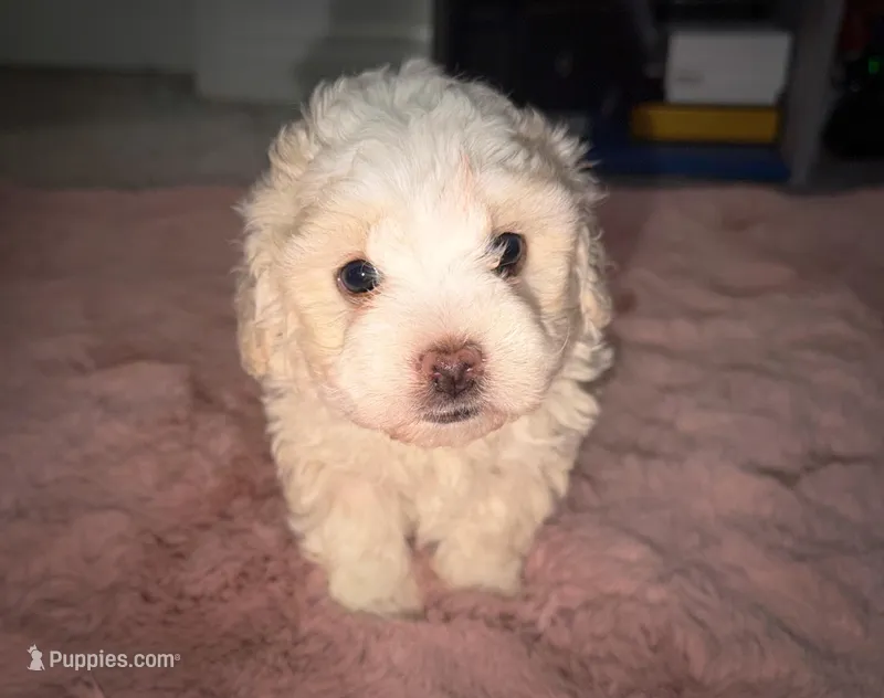 Bristol – Maltipoo puppy for sale in San Diego, CA