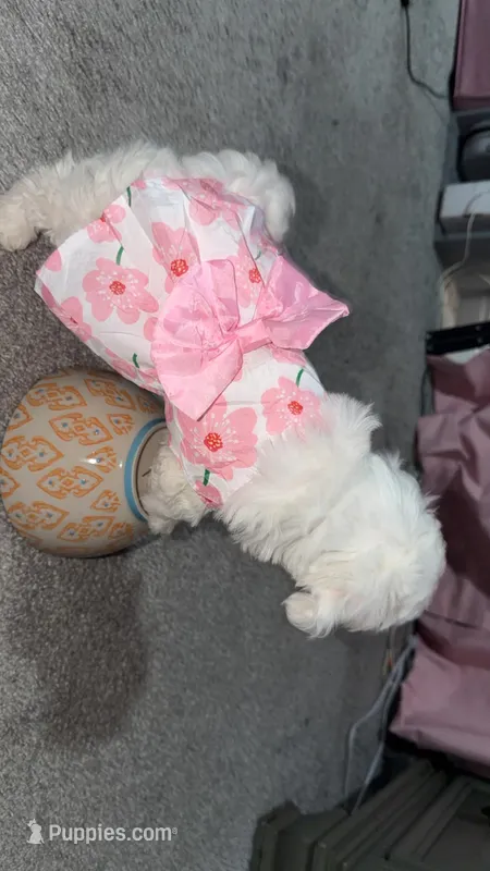 Betsy – Maltipoo puppy for sale in San Diego, CA