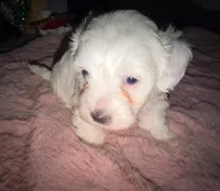 Betsy, a female Maltipoo for sale in San Diego, CA – Photo 2 of 4