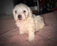 Betsy, a female Maltipoo for sale in San Diego, CA – Photo 3 of 4