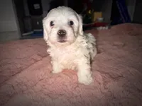 Betsy, a female Maltipoo for sale in San Diego, CA – Photo 4 of 4