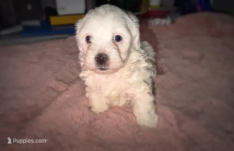 Betsy – Maltipoo puppy for sale in San Diego, CA