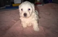 Betsy, a female Maltipoo for sale in San Diego, CA – Photo 1 of 4