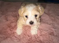 Bonnie, a female Maltipoo for sale in San Diego, CA – Photo 2 of 4